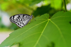 Witte vlinder rust op grasgroene blad